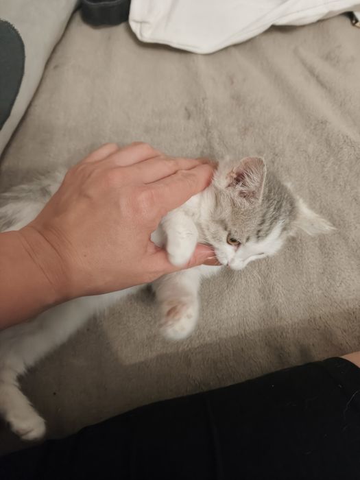 Кошечка ищет дом!