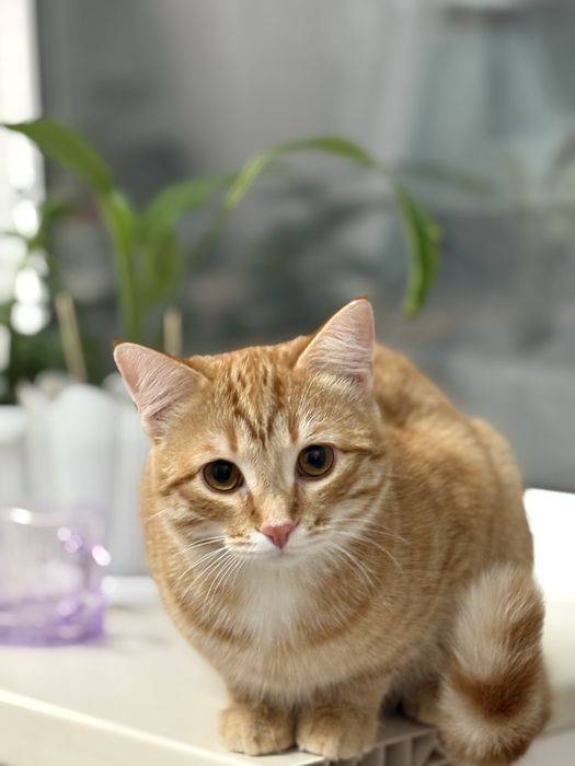 Отдам даром кота 6,7 лет