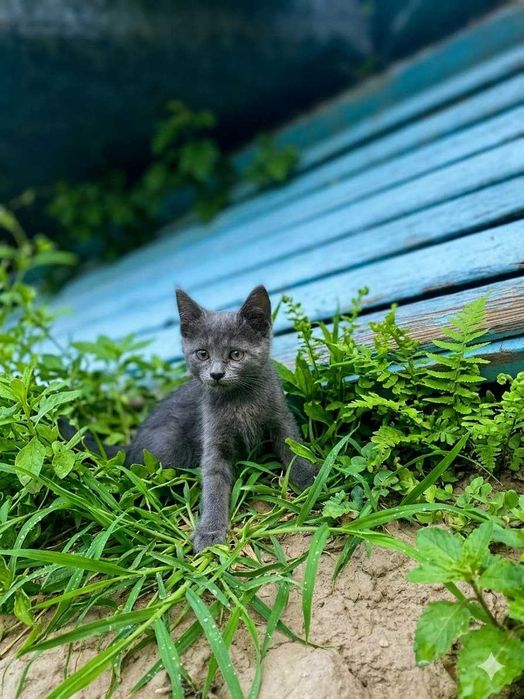 Красивые кошки и коты в добрые руки!!!