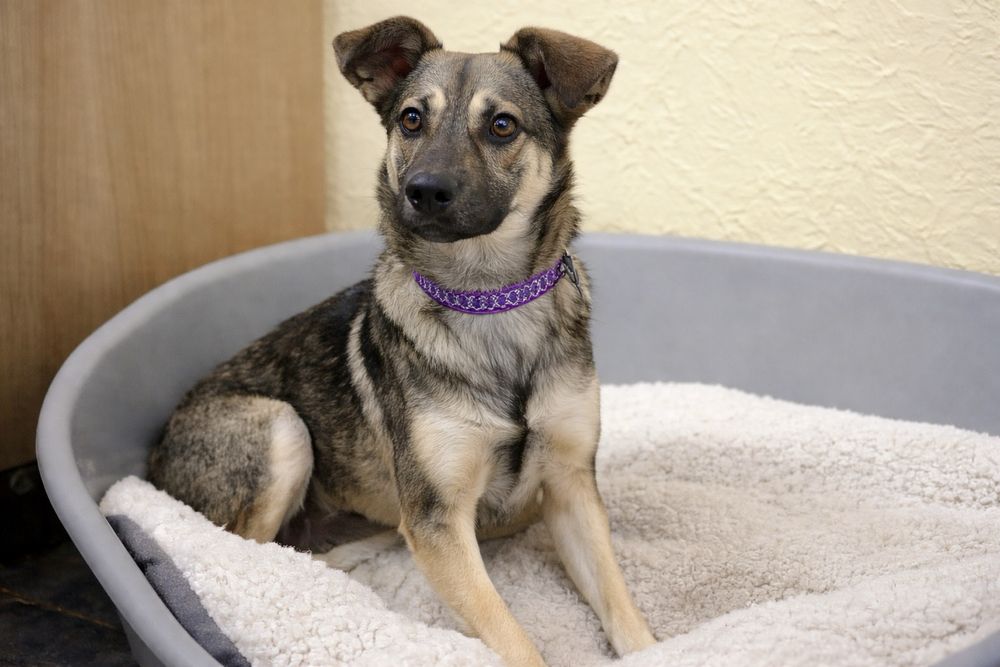 Щенок Лакки — весёлый и очень добрый