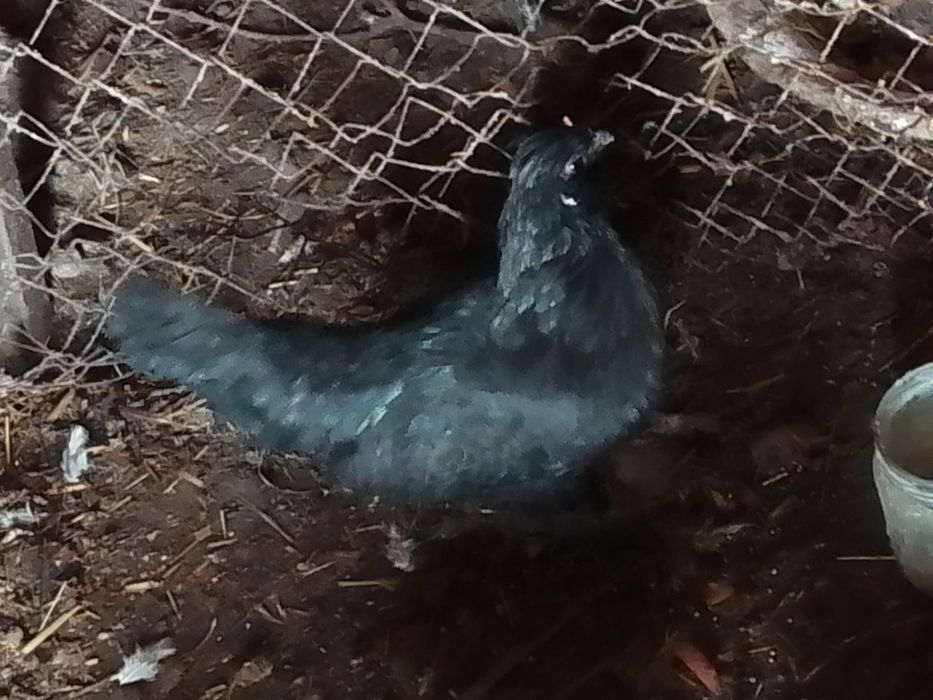 Hamasi tezda sotiladi