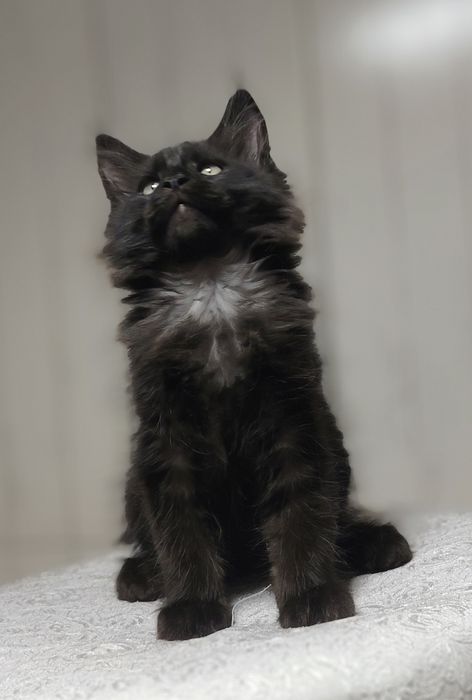 Котята-мейнкуны 2 месяца