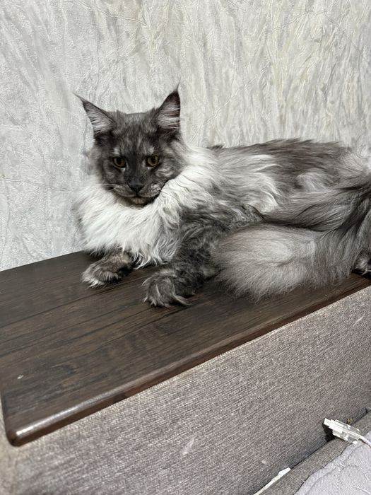 Котенок породы Мейн-кун