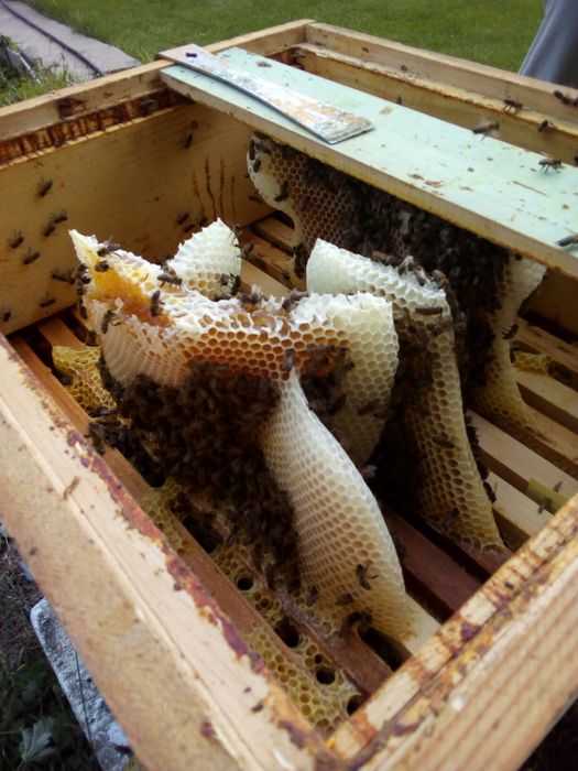 Мёд качество супер с собственной пасеки.