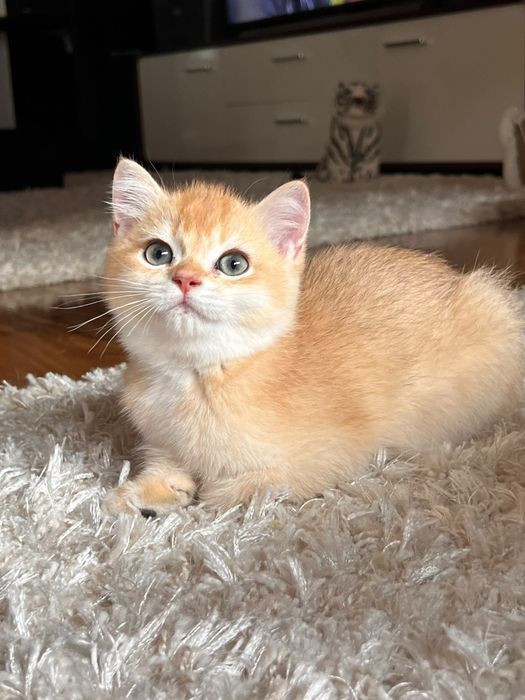 Băiețel jucaus british shorthair golden chinchilla!
