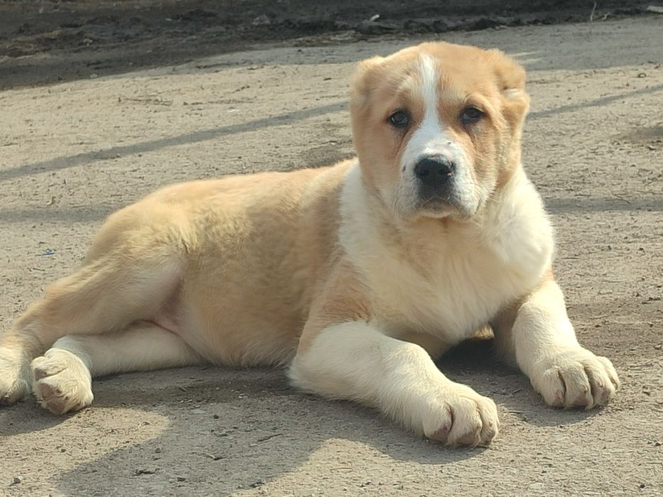 Щенки САО Алабай