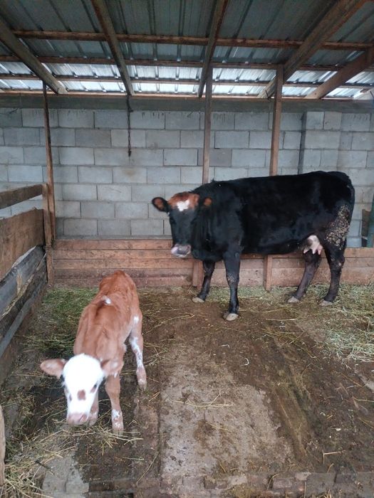 Корова с телёнком