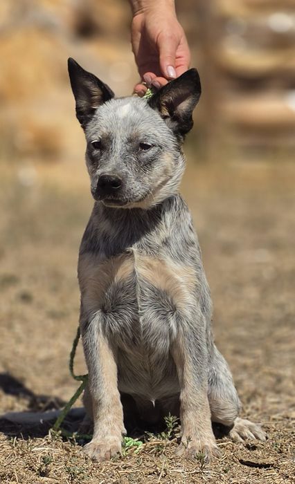 Australian Cattle Dog femela