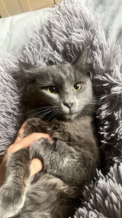 Отдам кошек в хорошие и добрые руки милые ласковые