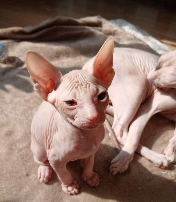 Сфинкс Питерболд