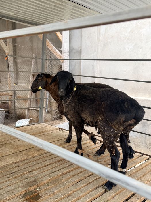 Қошқар сатылады арзан бағада