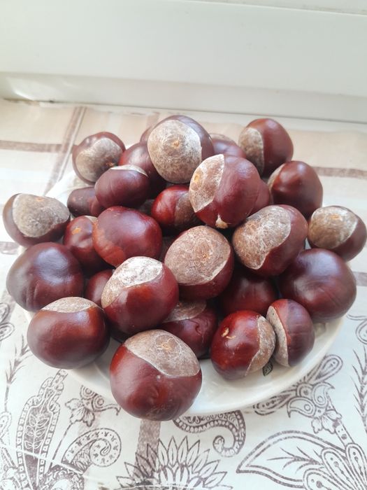 Лечебный конский каштан