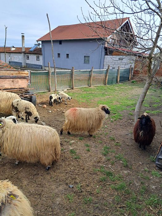 Vând oaie cu miei