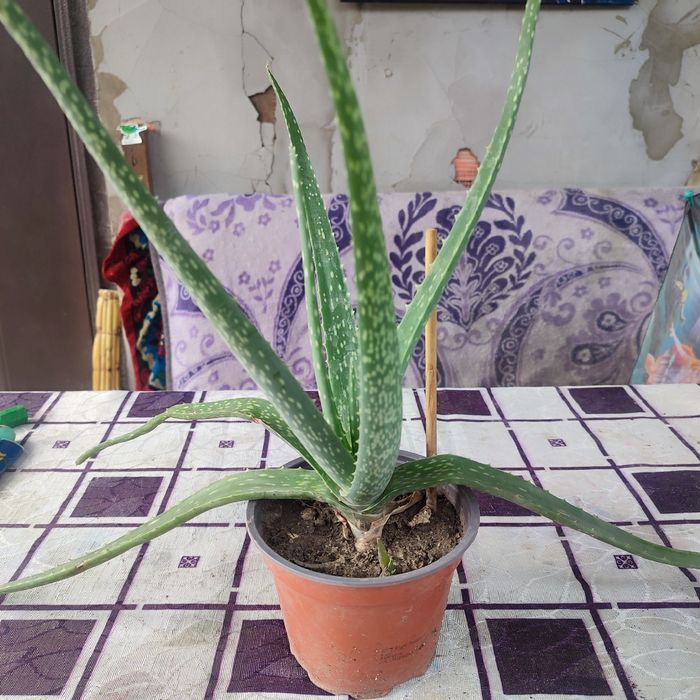 Комнатные цветы растения