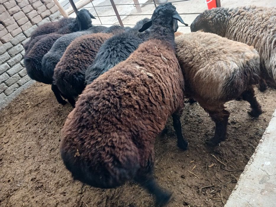 Qo‘choralar sotiladigan.