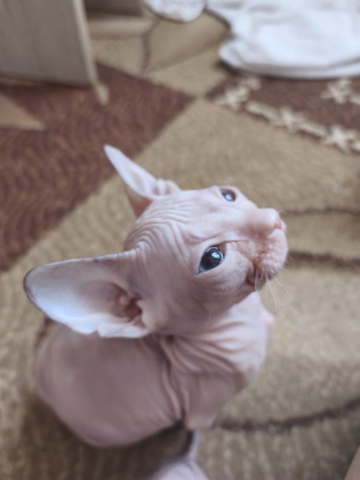 Продам котят донского сфинкса