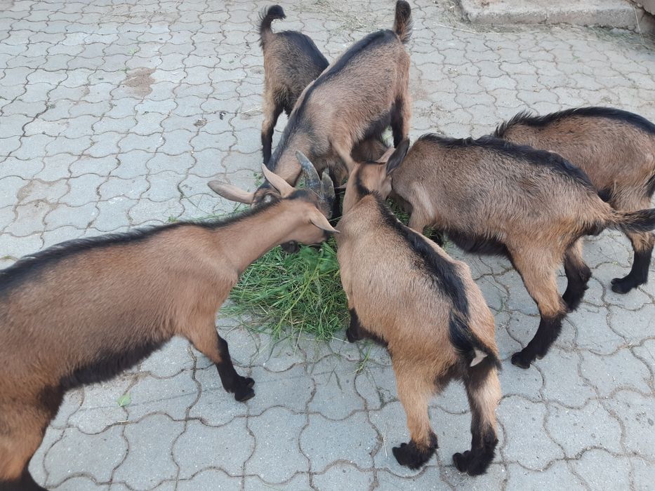 Iezi alpin francez de vânzare