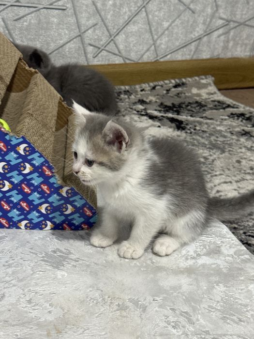 British Shorthair