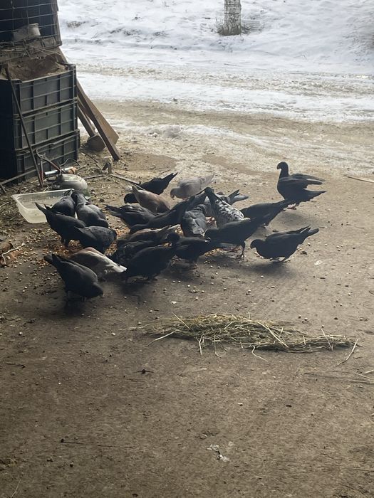 Vand porumbei germani