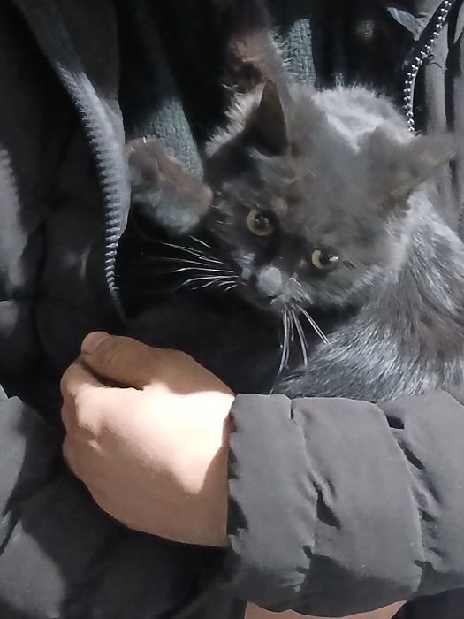 Yangi mushuk keldi ismi qoravoy