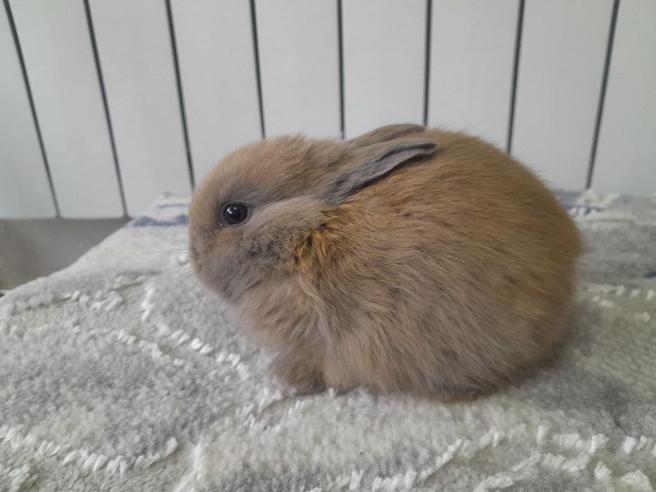 Quyon bolasi karlik 1 oyli