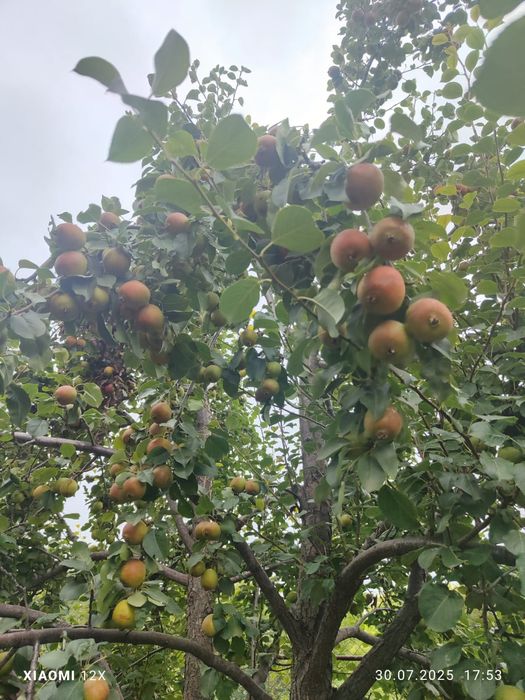 Саженцы грушы ..