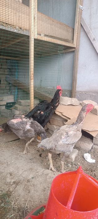 2 та Кул макиенлар сотилади