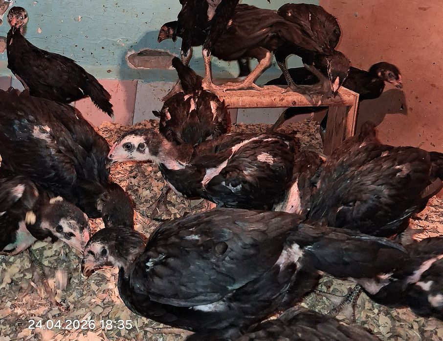 Срочно!Продам бойцовых курочек!