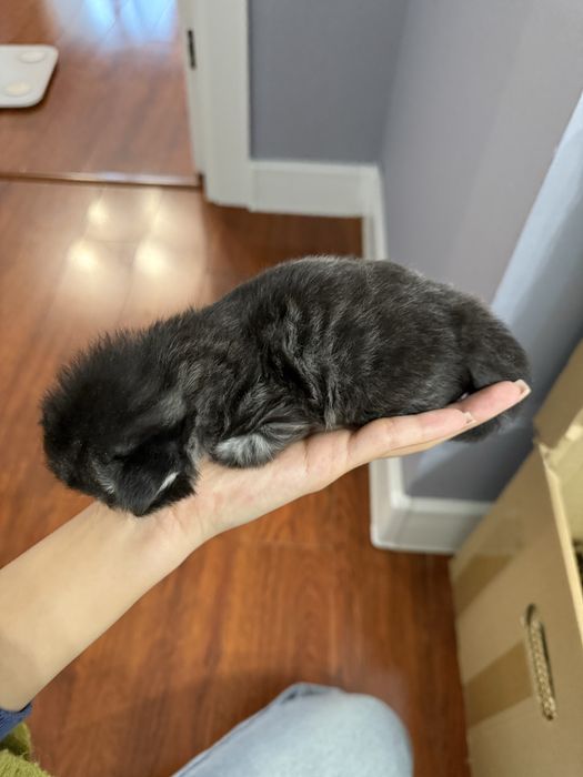 Котенок scotish fold СРОЧНО