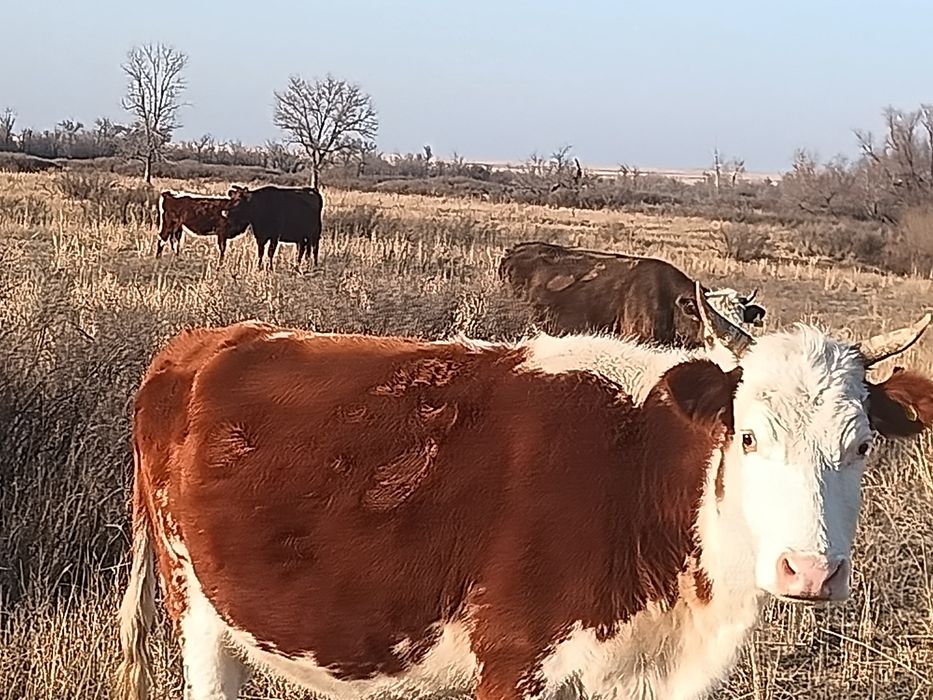 Суты парода сиырлар сатылады.жастары 5 6. Жасар согымга да келеды семы
