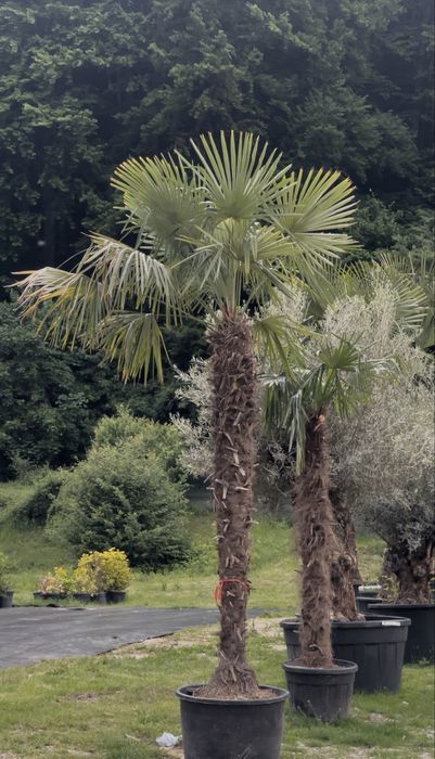 Palmieri Exotici | Trachycarpus, Washingtonia, Chamaerops