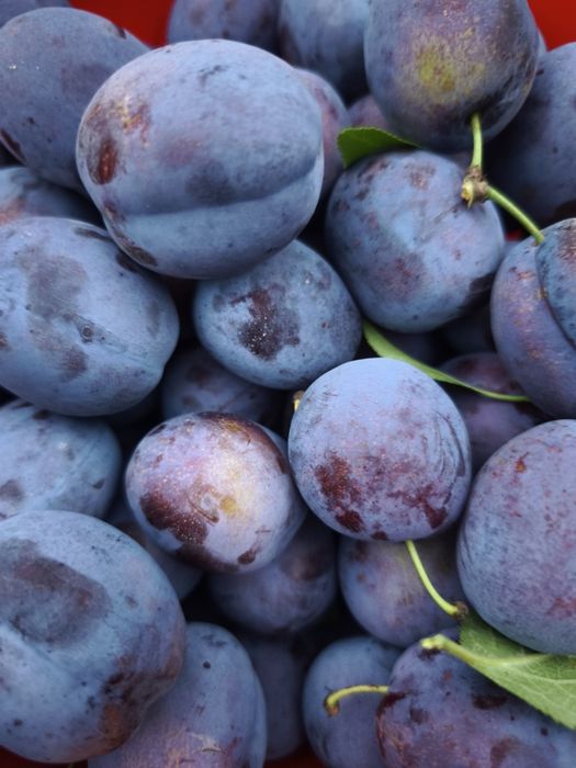 Prune Top Taste: prune premium cu dulceață naturală supremă