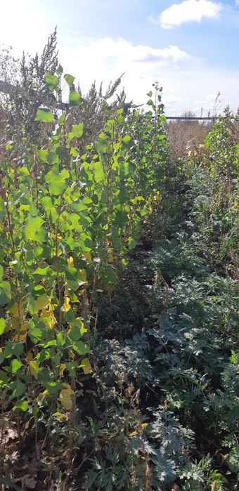 Продам саженцы деревьев.