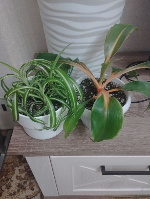 Фикусы разных сортов, район Евразии