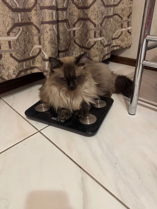 Отдам кота в добрые руки