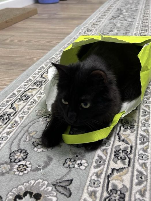 Отдаем кошку в хорошие руки