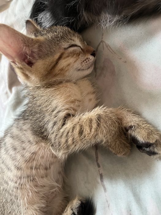 Отдам котят хорошие руку
