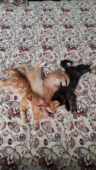 Котята домашние рыжие