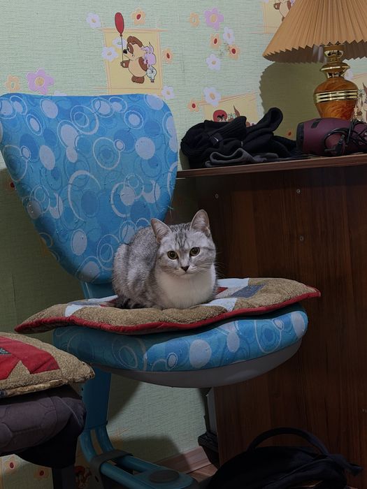 Отдам в добрые руки