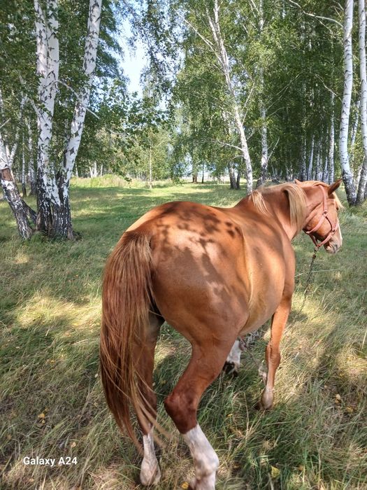 Продам кобылу на племя
