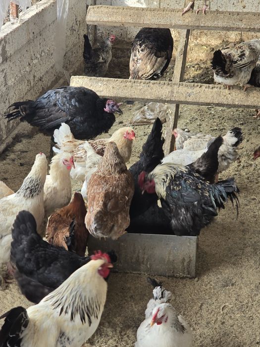 Тауықтар сатылады