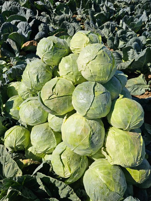 Varza de buzau 0.80 bani kg