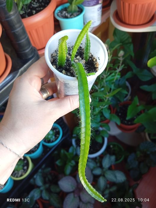 Продам отростки, суккуленты