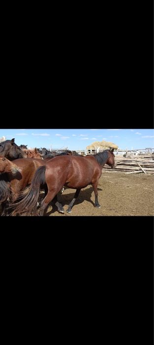 Семиз ту бие 5жасар 800мың