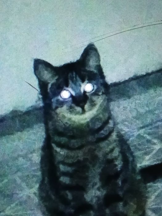 продаю котенка..