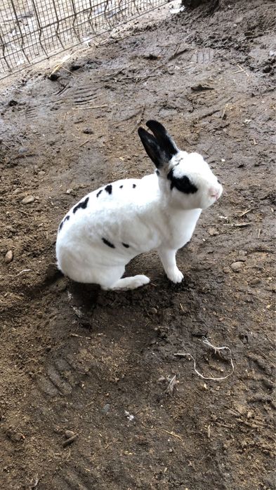 Femele iepure rex pitic