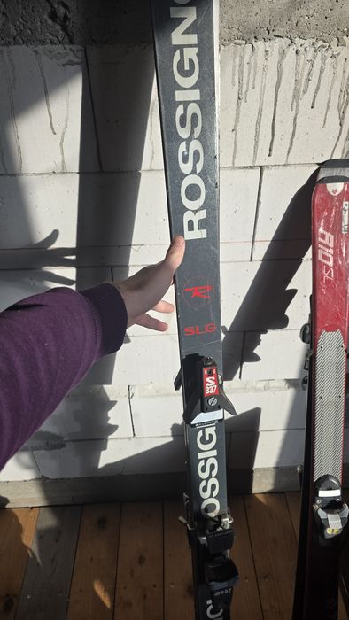 Schiuri rossignon adult M