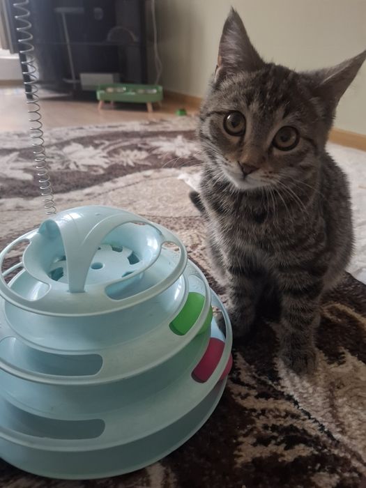 Котёнок девочка в ответственные руки