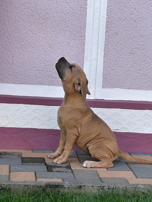 American BULLY XL