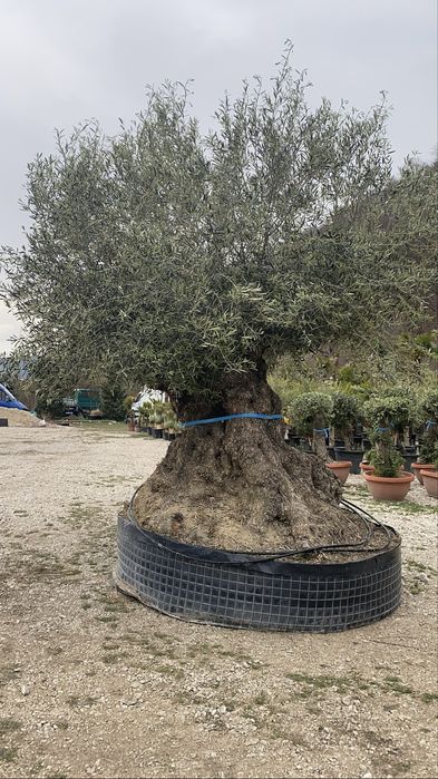 Maslin de 700 de ani ! Plante